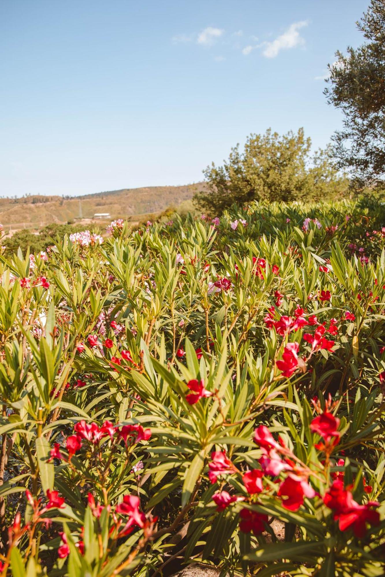 Calami - Villa Romeo - Private Apartments With Pool, Seaview & Olive Grove Santa Caterina Dello Ionio Marina Exterior foto